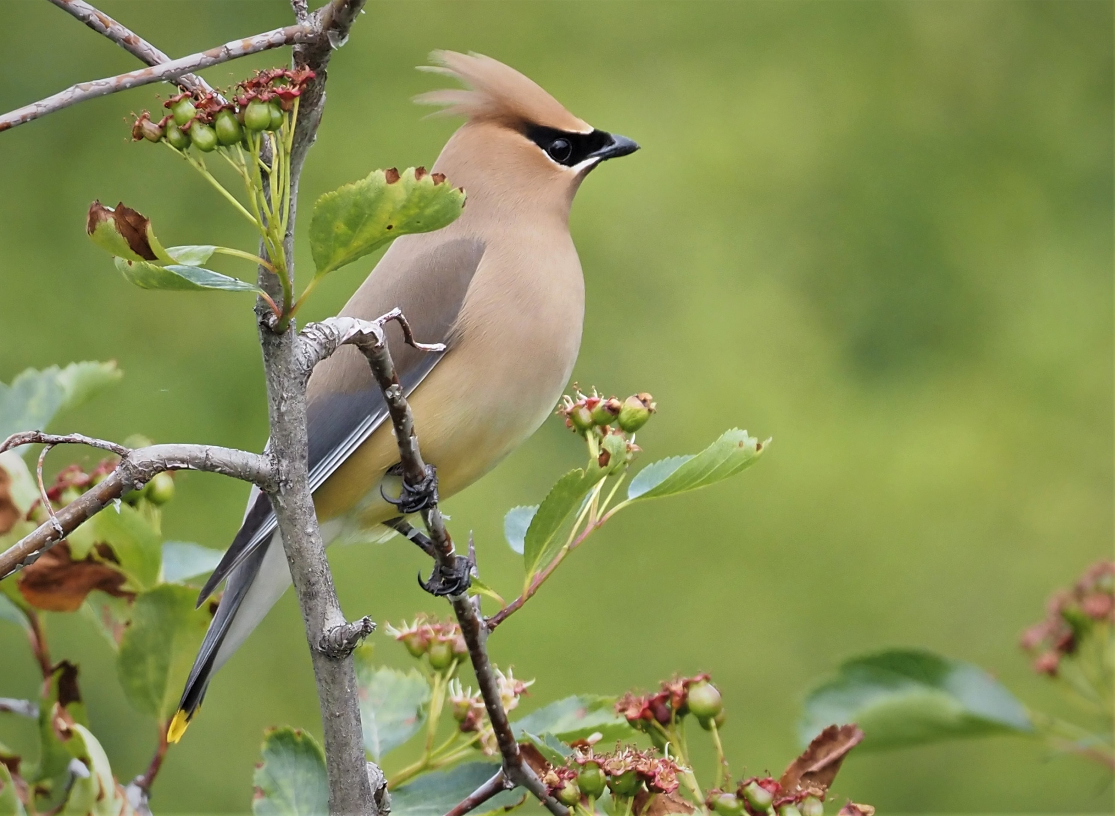 Cedar Waxwing1