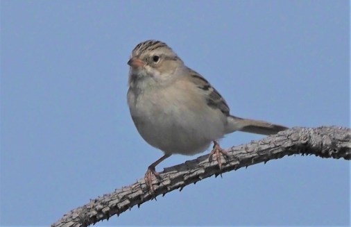 Clay Colored Sparrow1 (2)