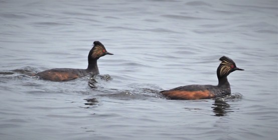 Eared Grebes