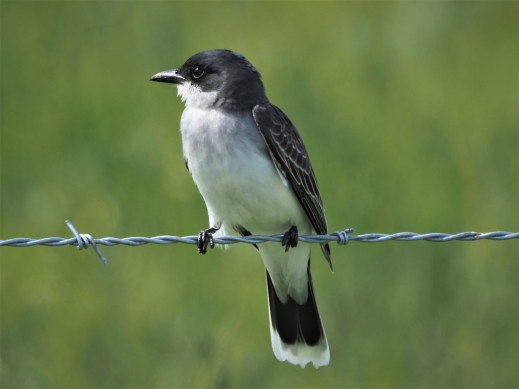 Eastern Kingbird
