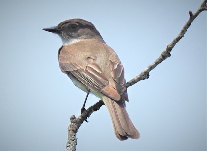 Eastern Phoebe (2)