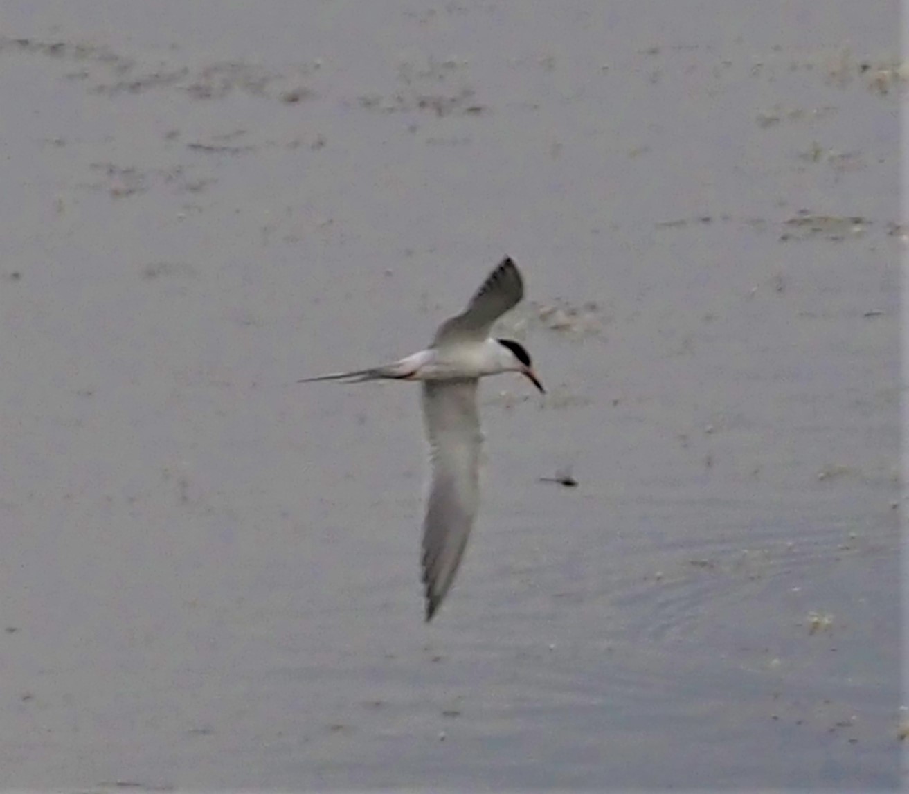Forster's Tern