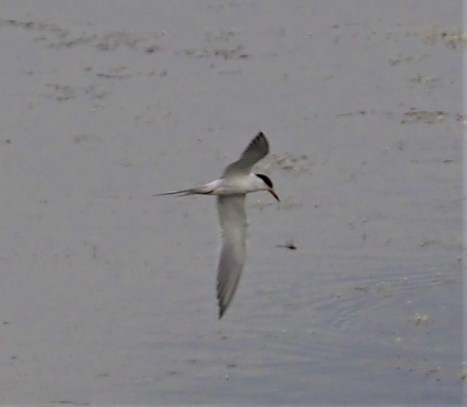 Forster's Tern
