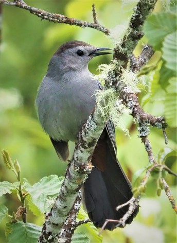 Gray Catbird
