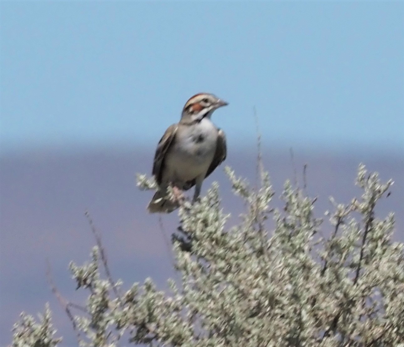 Lark Sparrow3