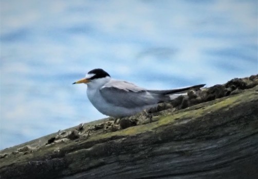 Least Tern1