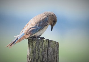 Mountain Bluebird Female