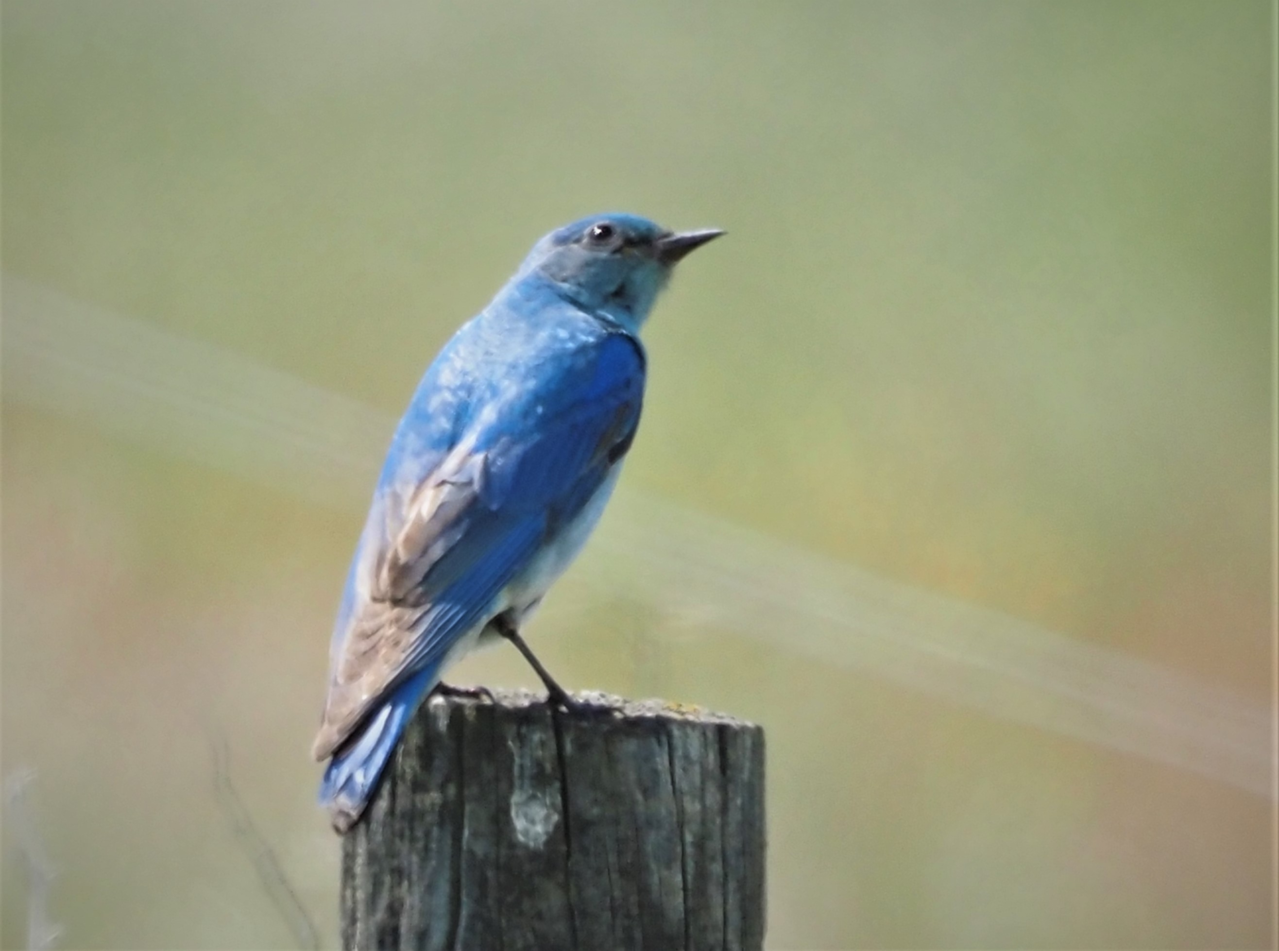 Mountain Bluebird