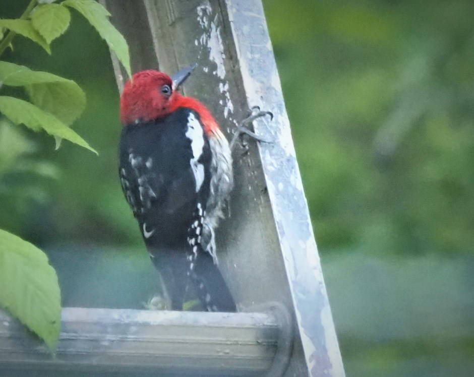 Red Breasted Sapsucker