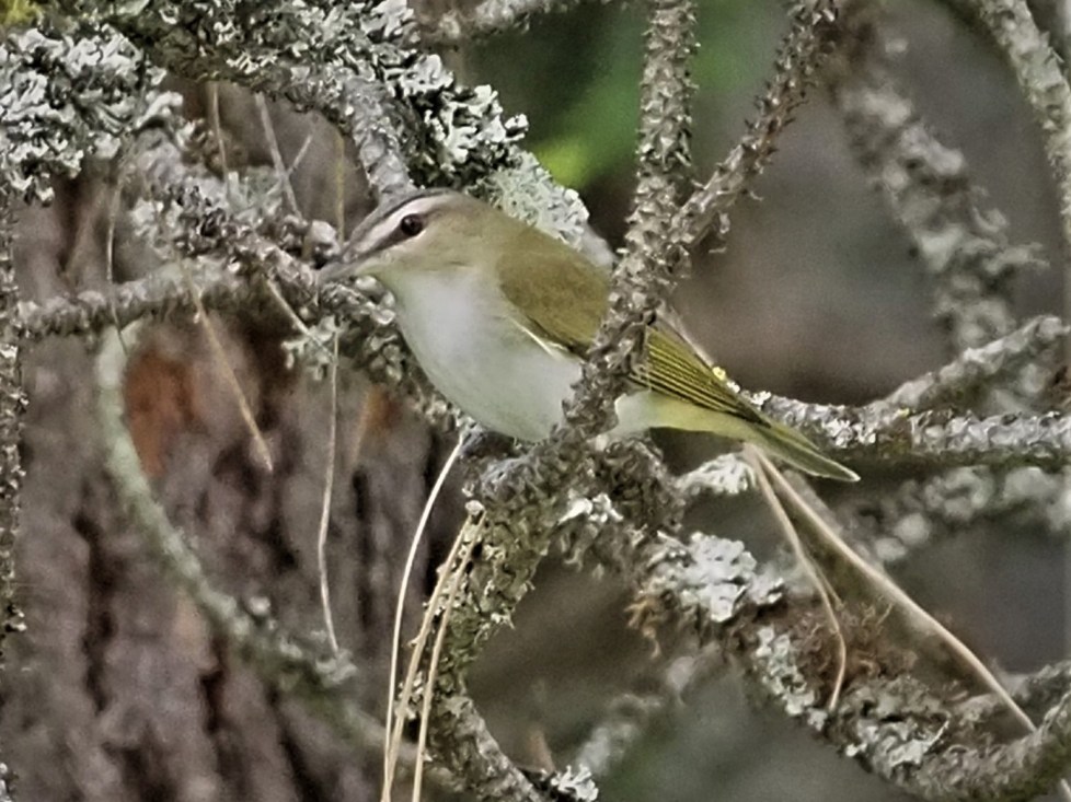 Red Eyed Vireo1