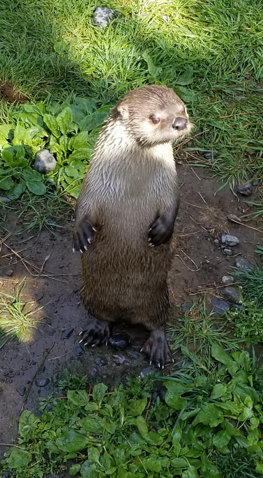 River Otter