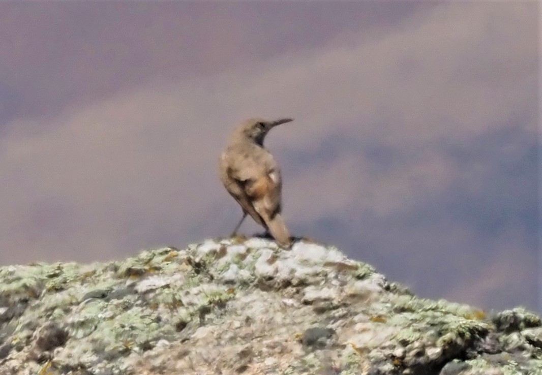 Rock Wren3