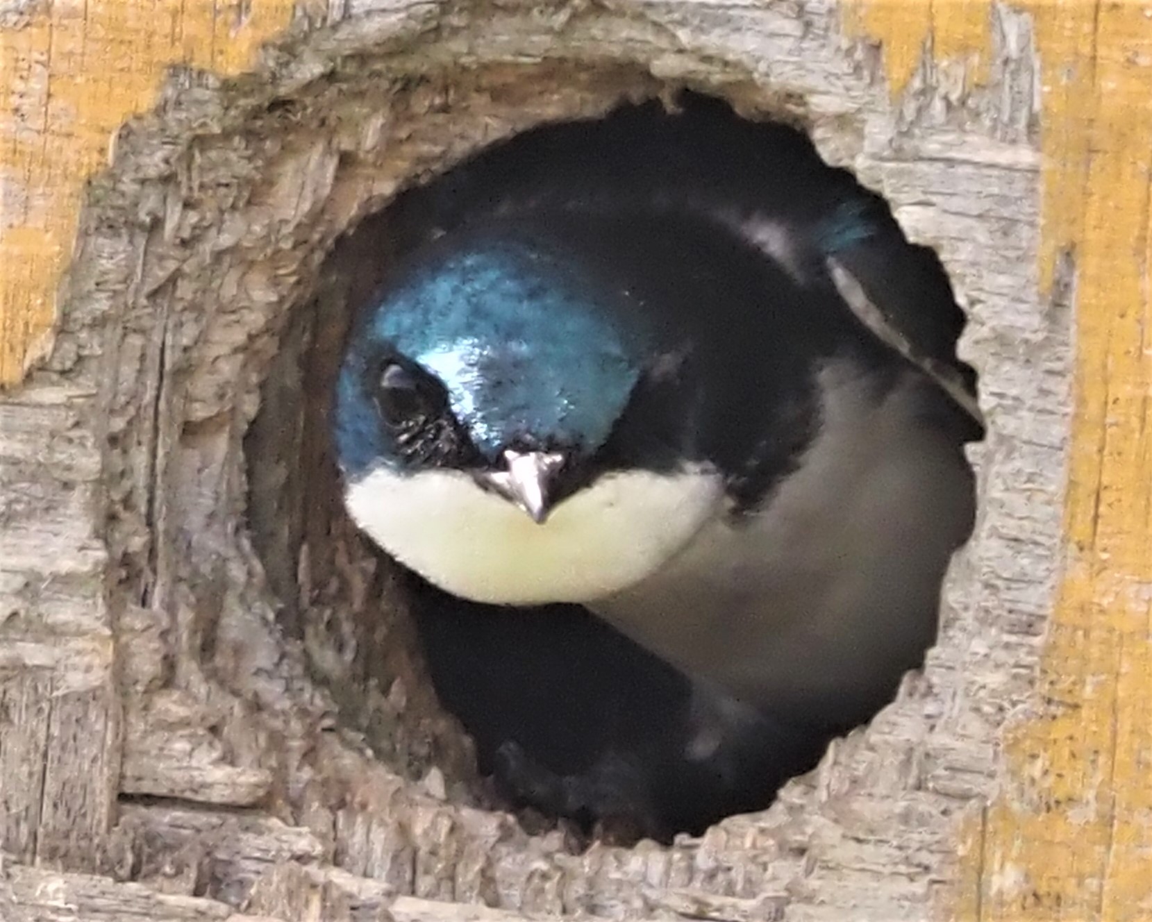 Tree Swallow at Mest1
