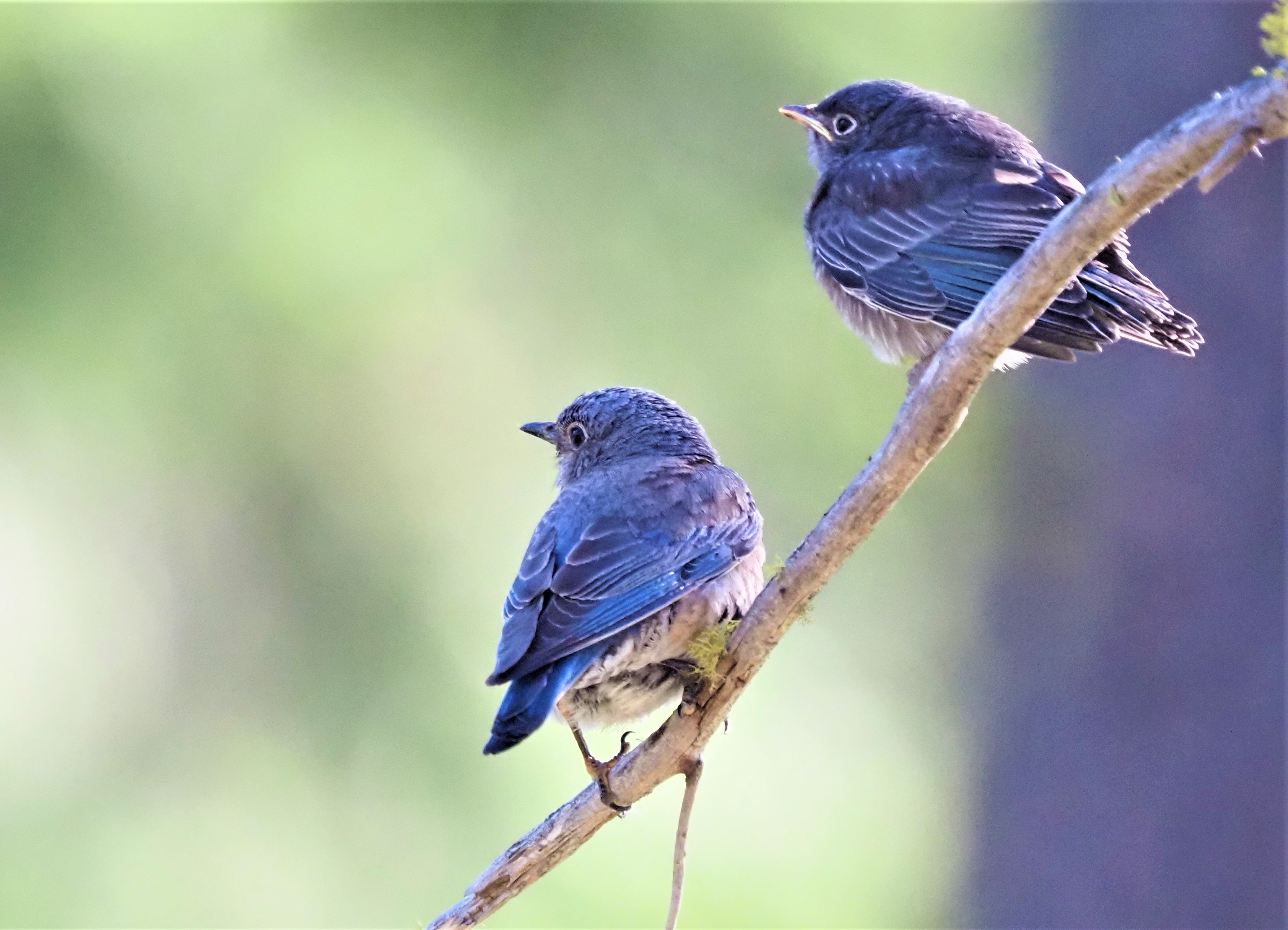 Two Western Bluebirds