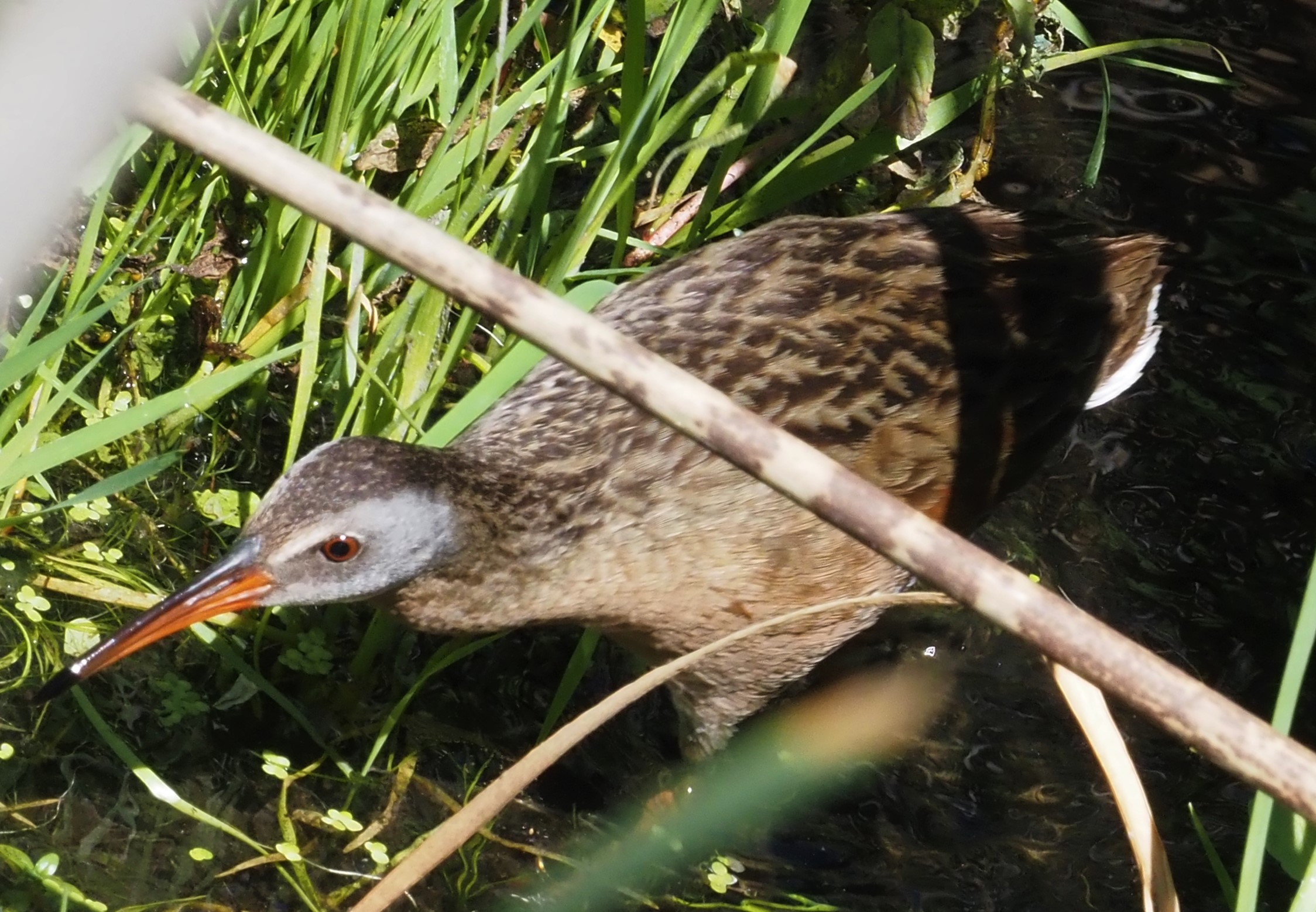 Virginia Rail1