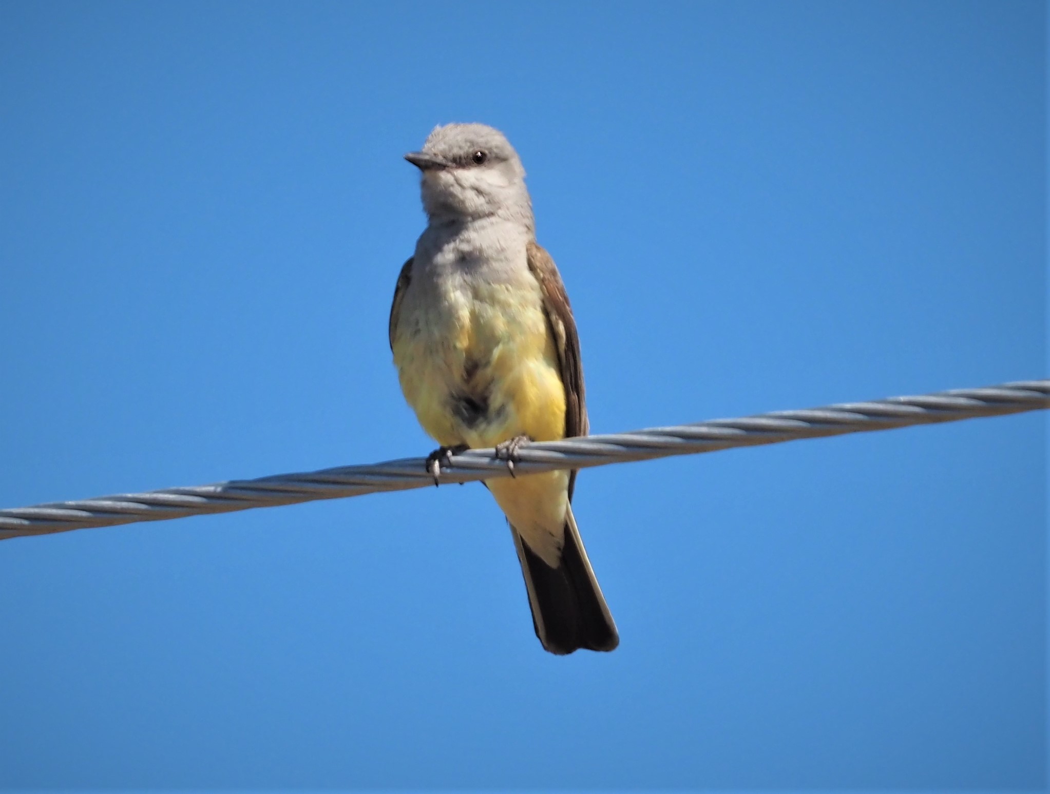 Western Kingbird1