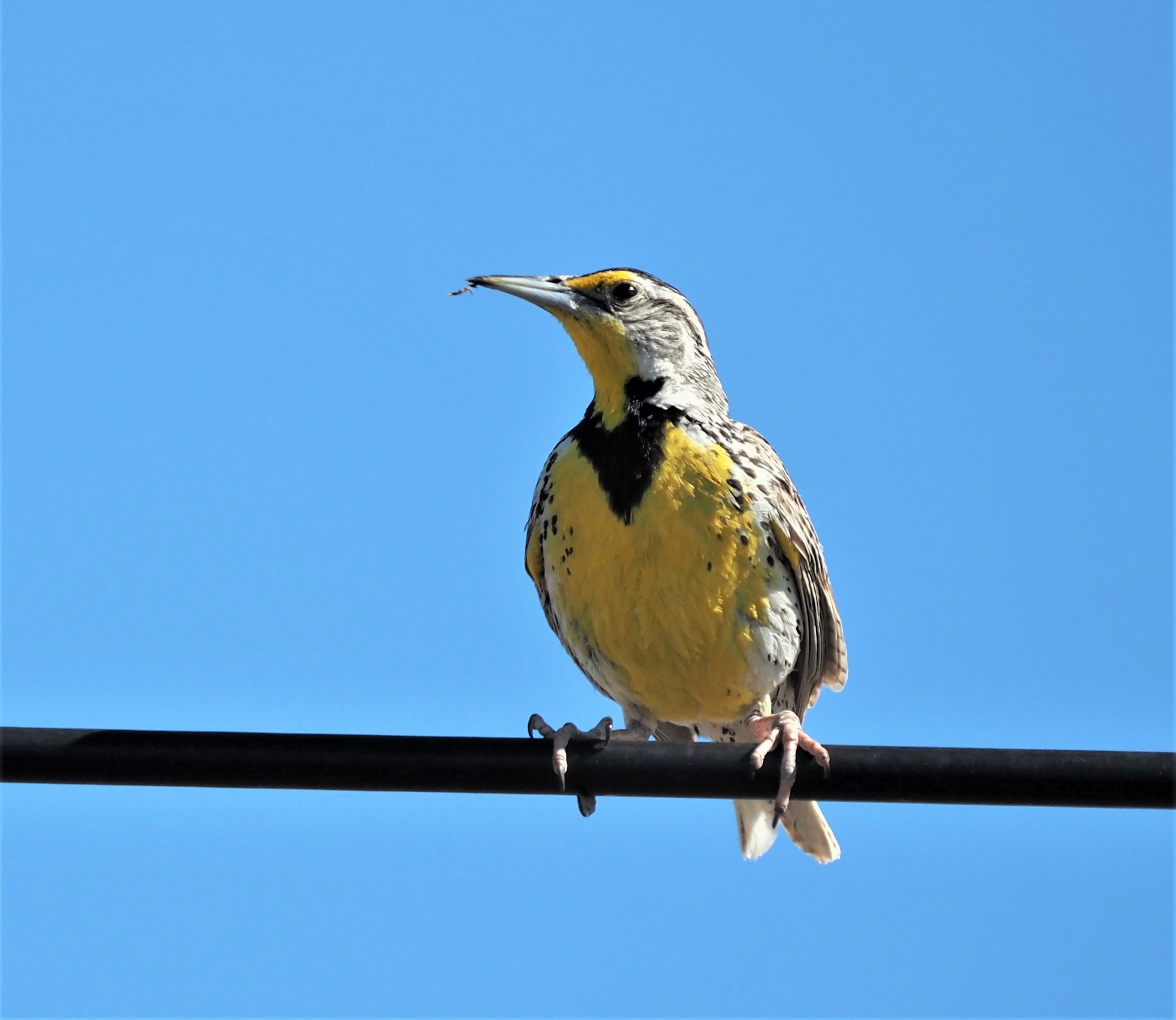 Western Meadowlark