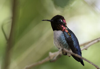 Bee_Humming_Bird