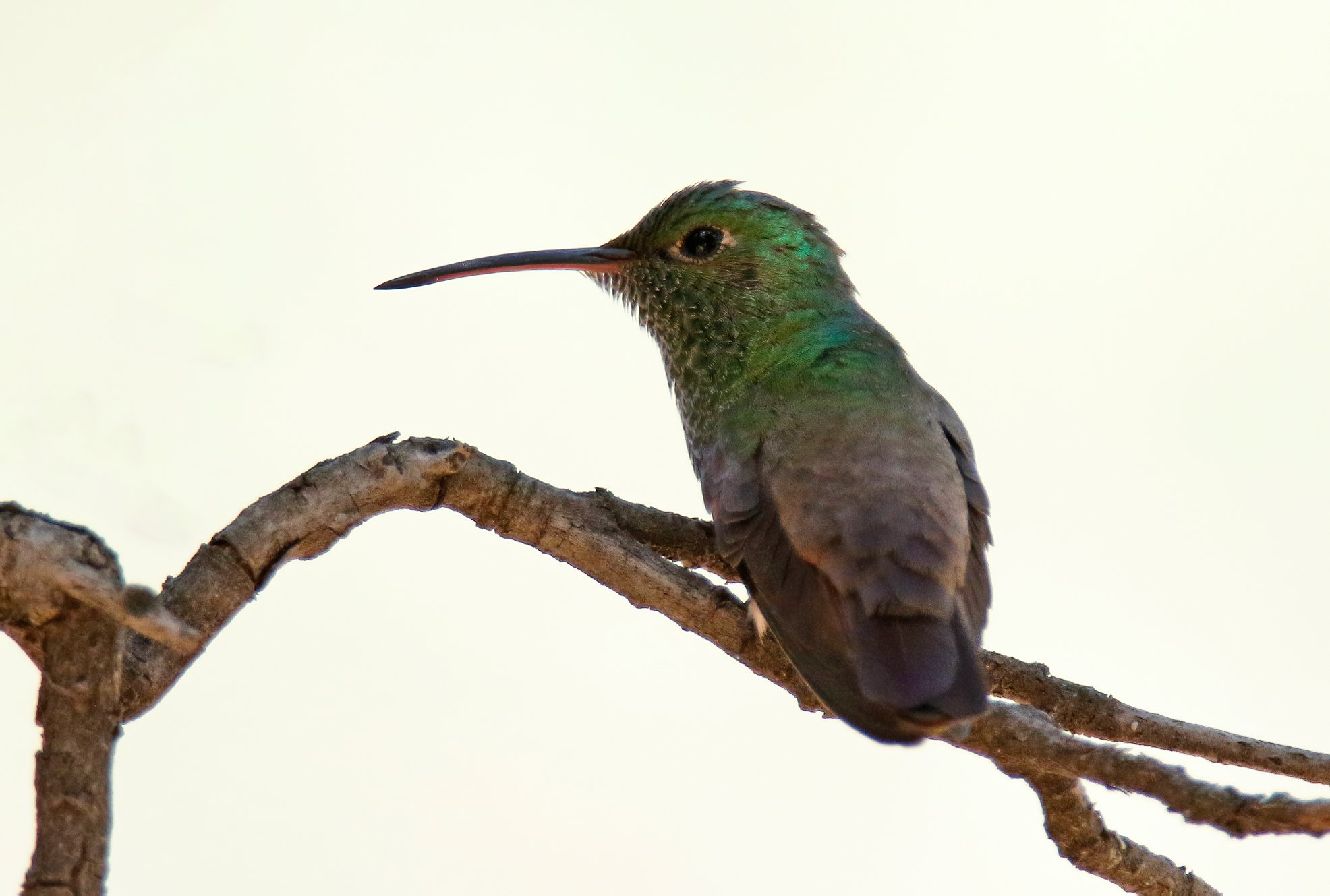 Berylline Hummingbird Laura Keene