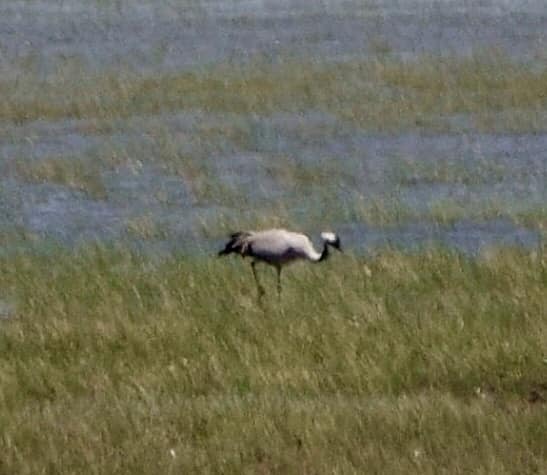 Common Crane Carl Haynie