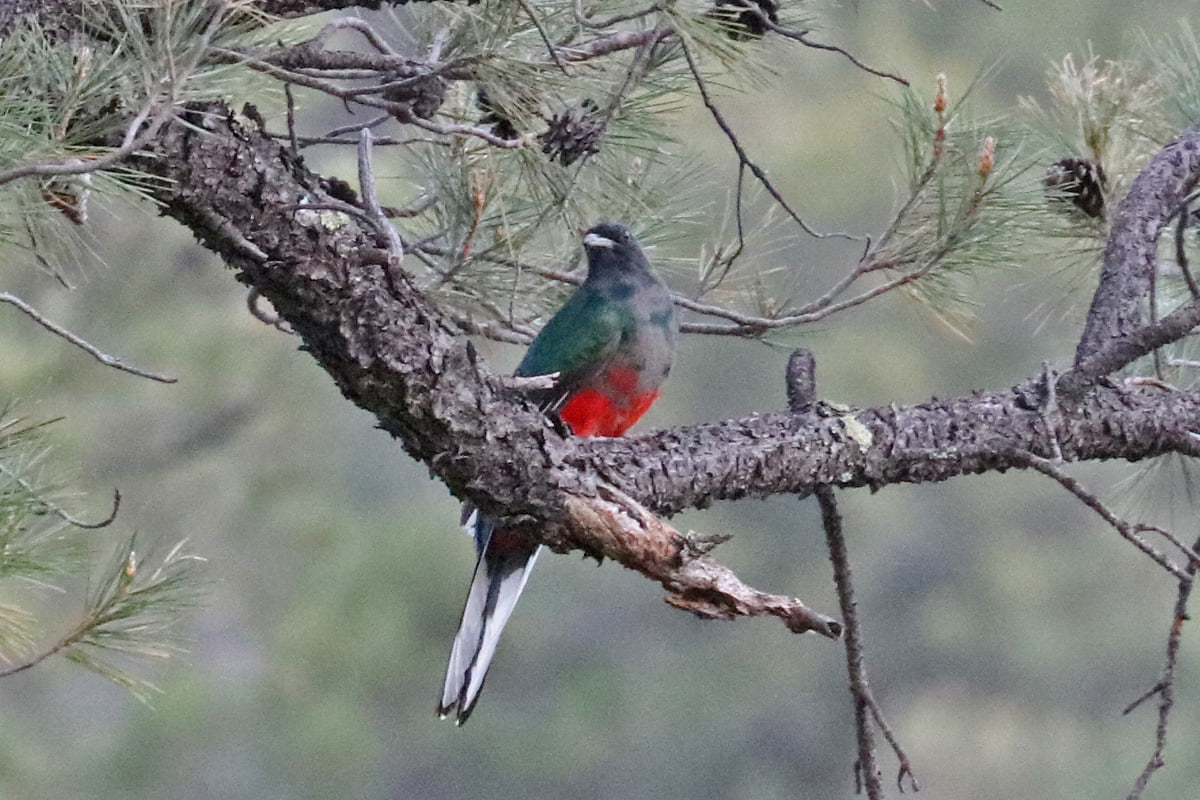 Eared Quetzal