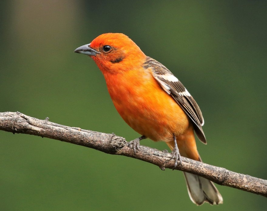 Flame Colored TAnager
