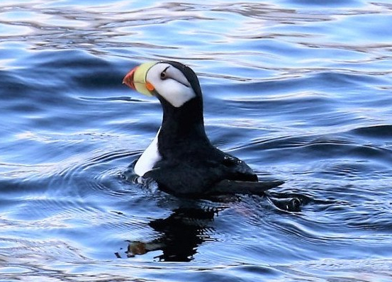 horned-puffin1 (2)