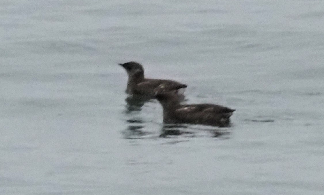 Marbled Murrelets