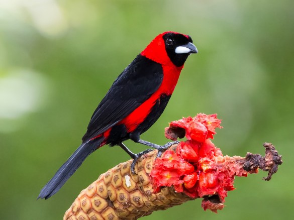 Masked Crimson Tanager