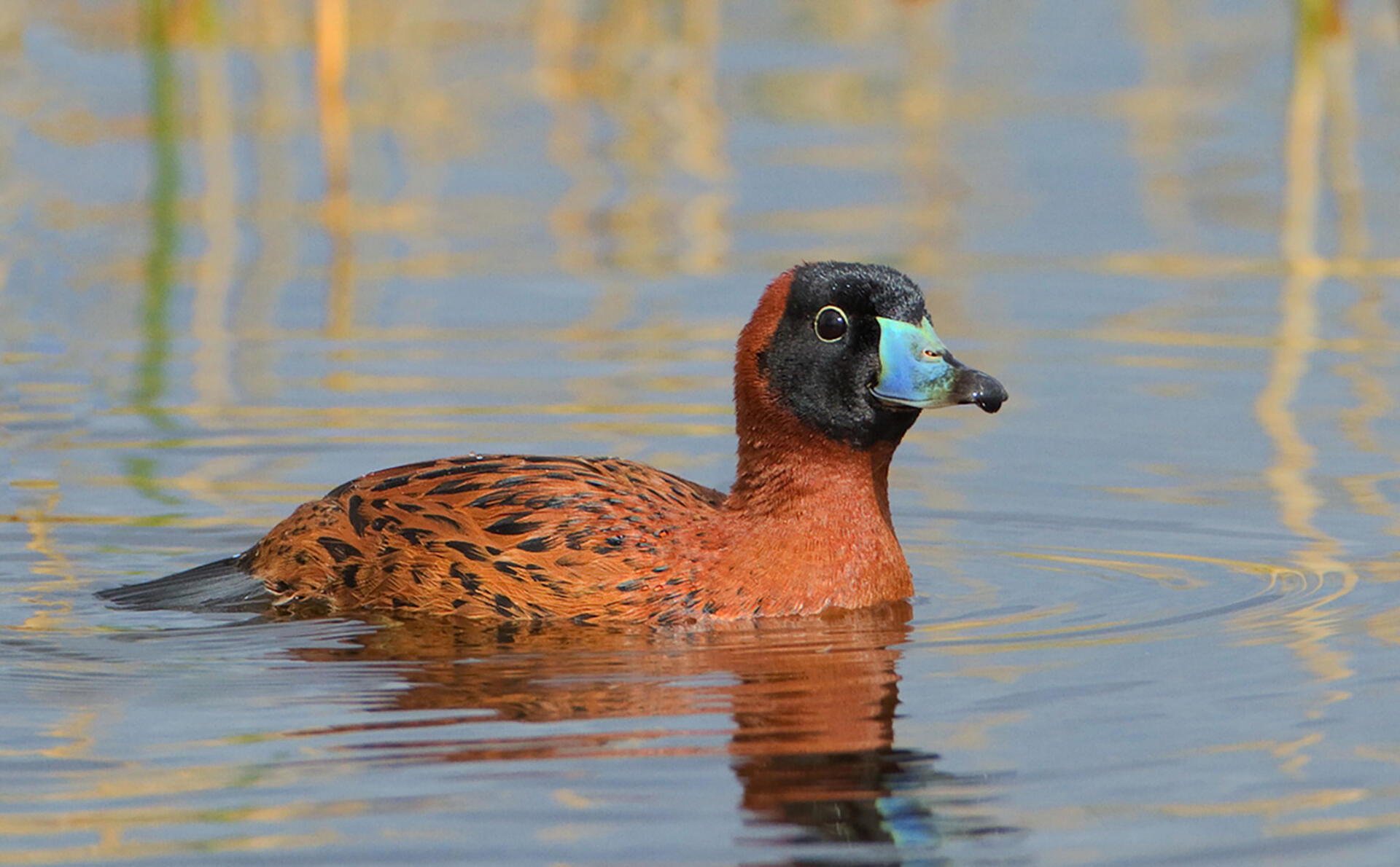Masked Duck