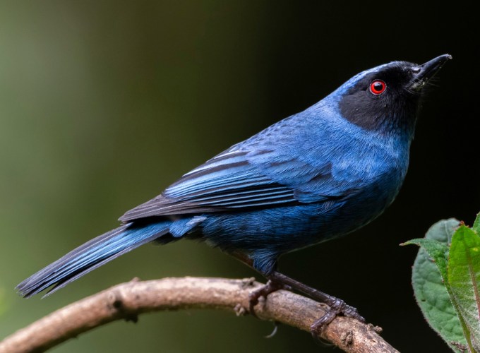 Masked Flowerpiercer