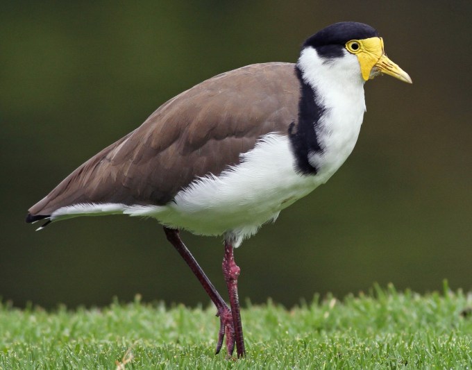 Masked Lapwing