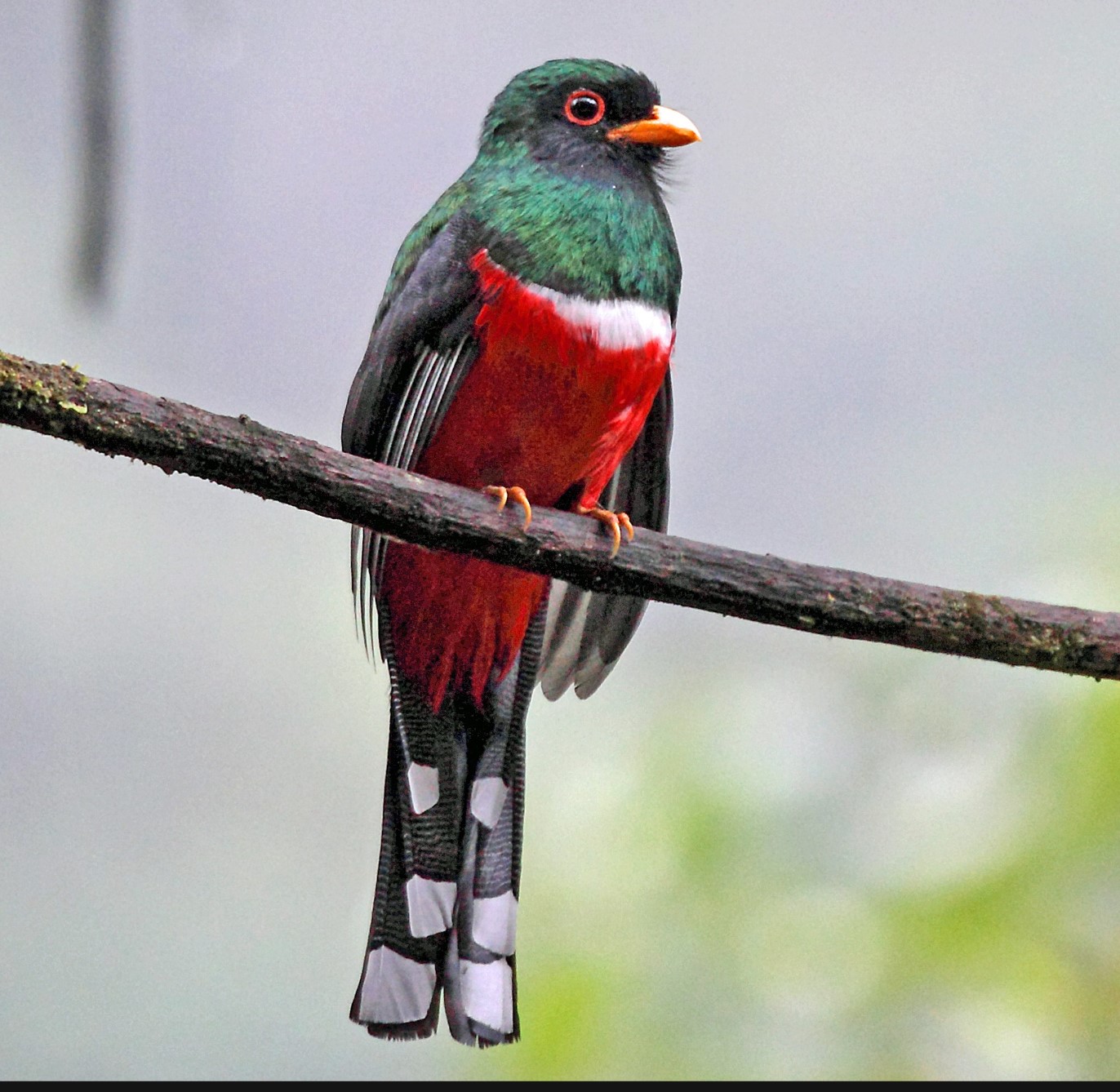 Masked Trogon