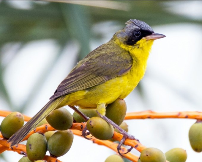 Masked Yellowthroat