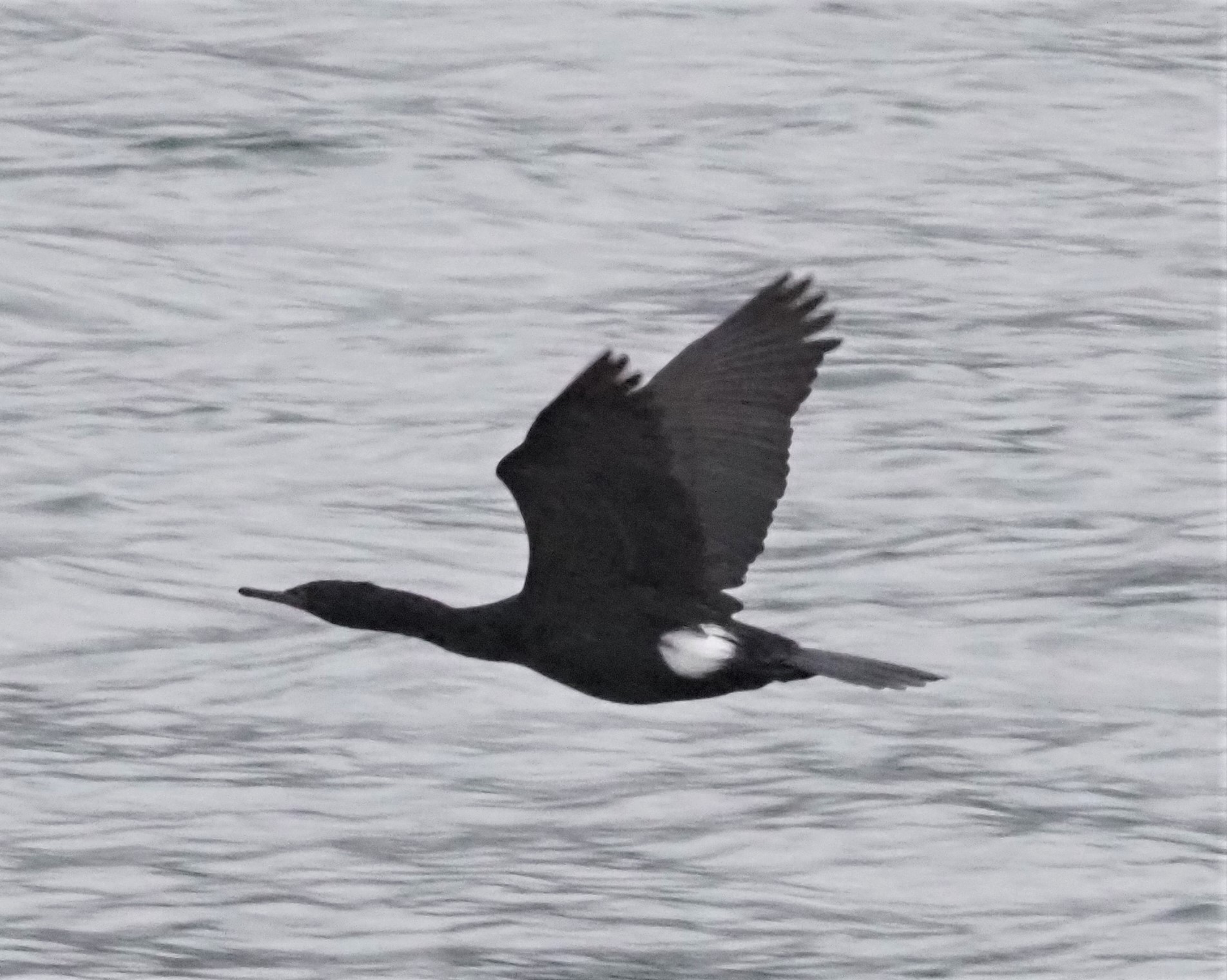 Pelagic Cormorant