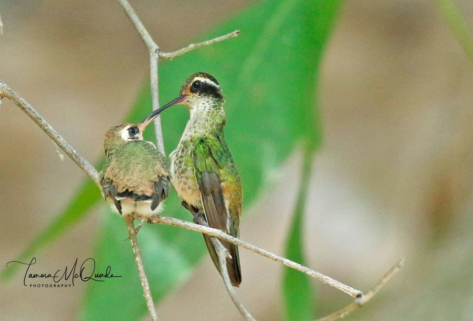White Eared Hummingbird Tammy Macquade