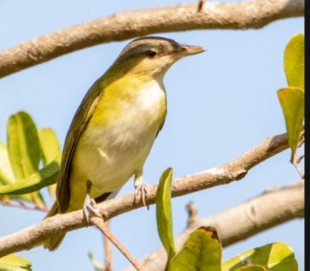 Benny-Jacobs Scwhartz Yellow Green Vireo