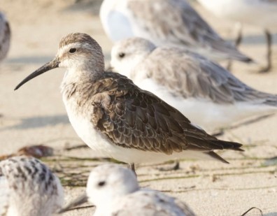 Curlew Sandpiper Sochetra Ly