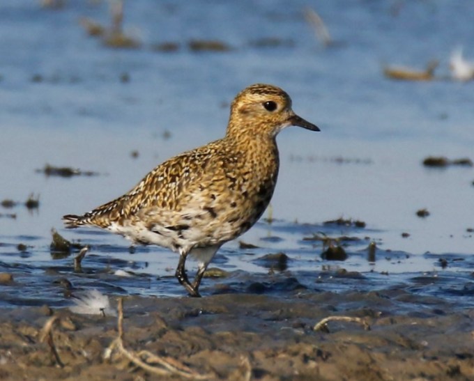 European Golden Plover Laura Keene
