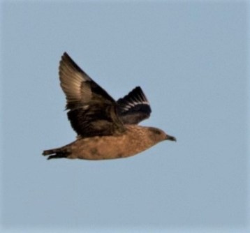 Great Skua Detchevery Joel (2)