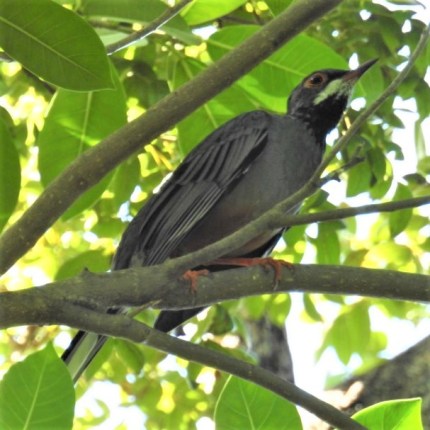 Red Legged Thrush Mark Songer (2)