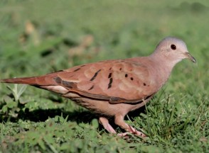 Ruddy Ground Dove