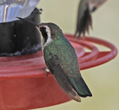 White Eared Hummingbird - Tammy