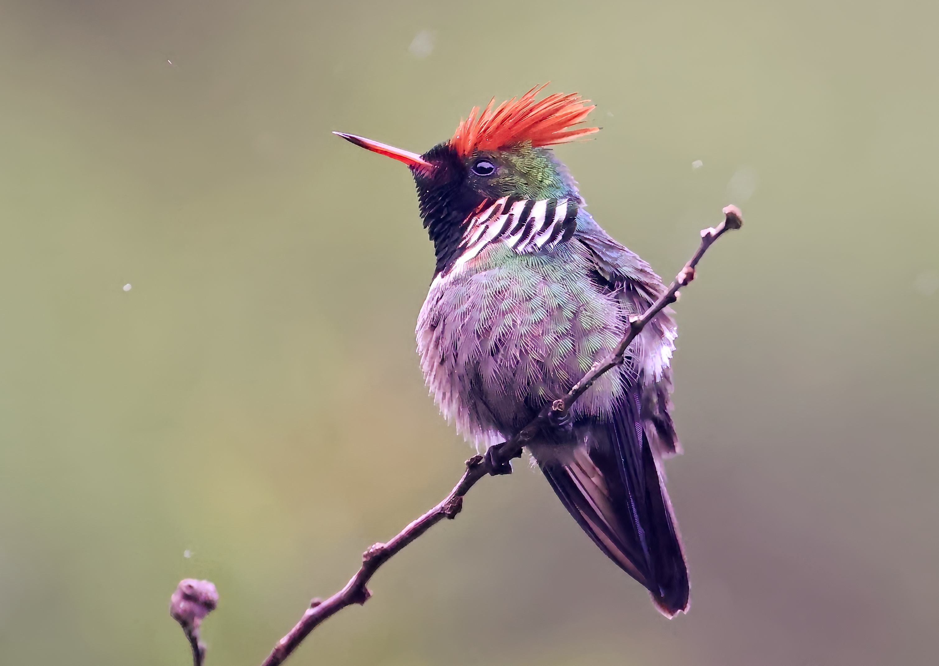 frilled-coquette2a.jpg?w=680