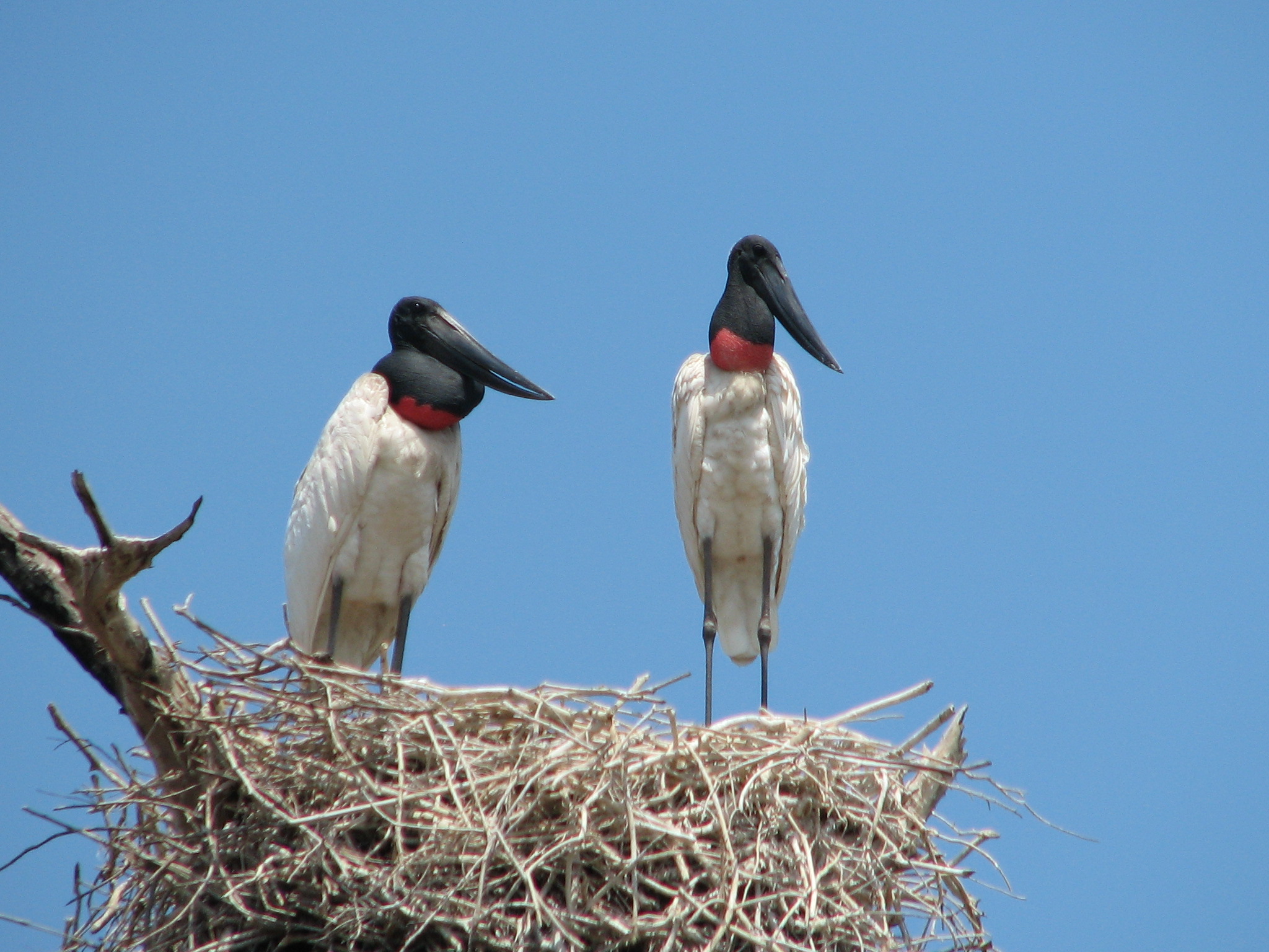 Back to Brazil – Week I – blairbirding